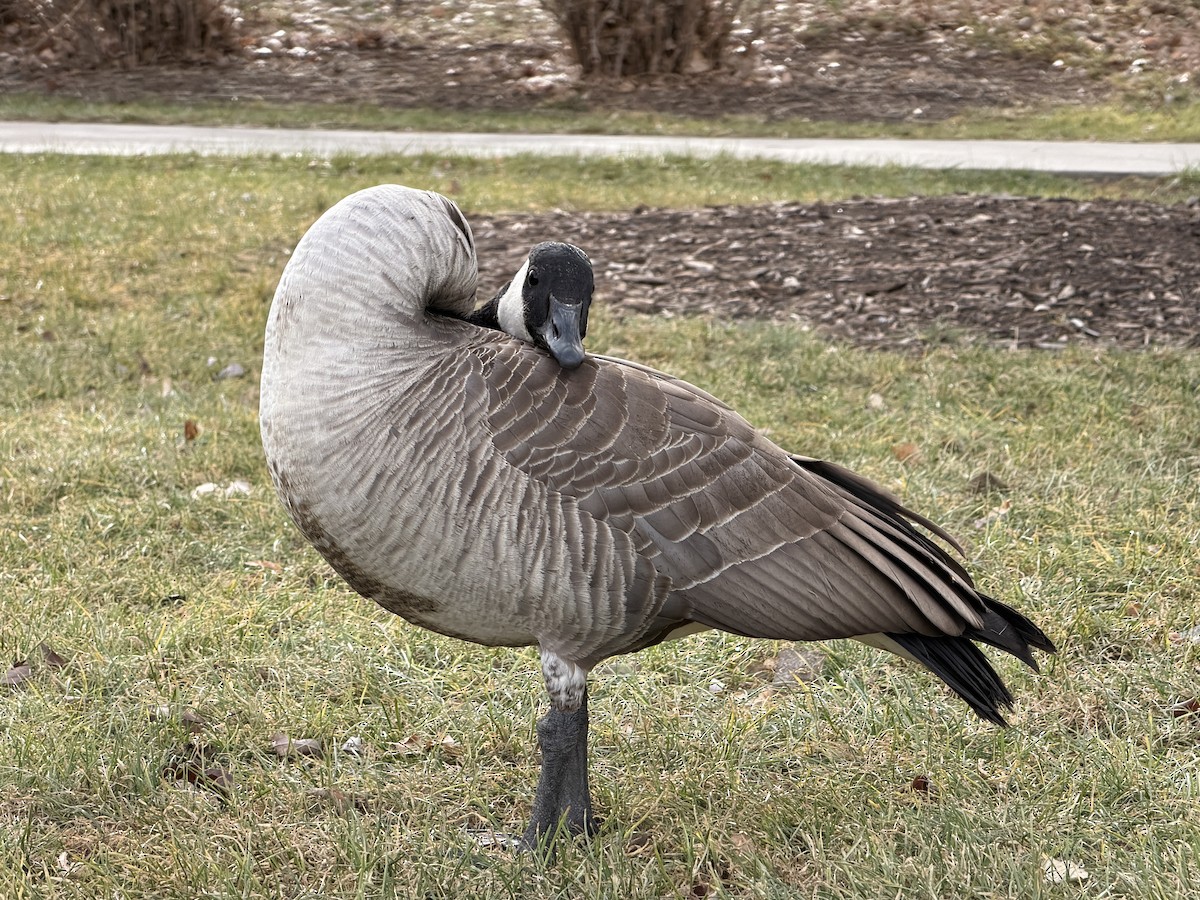 ברנטה קנדית - ML647248293