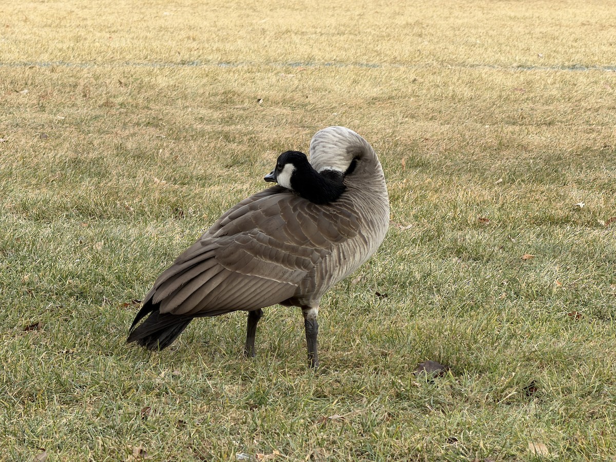 ברנטה קנדית - ML647248294
