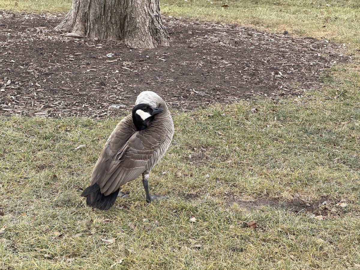 ברנטה קנדית - ML647248295