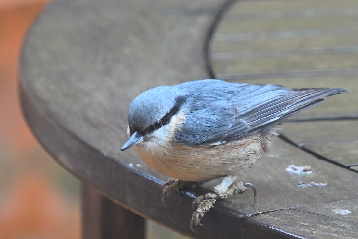 Повзик звичайний - ML647248301