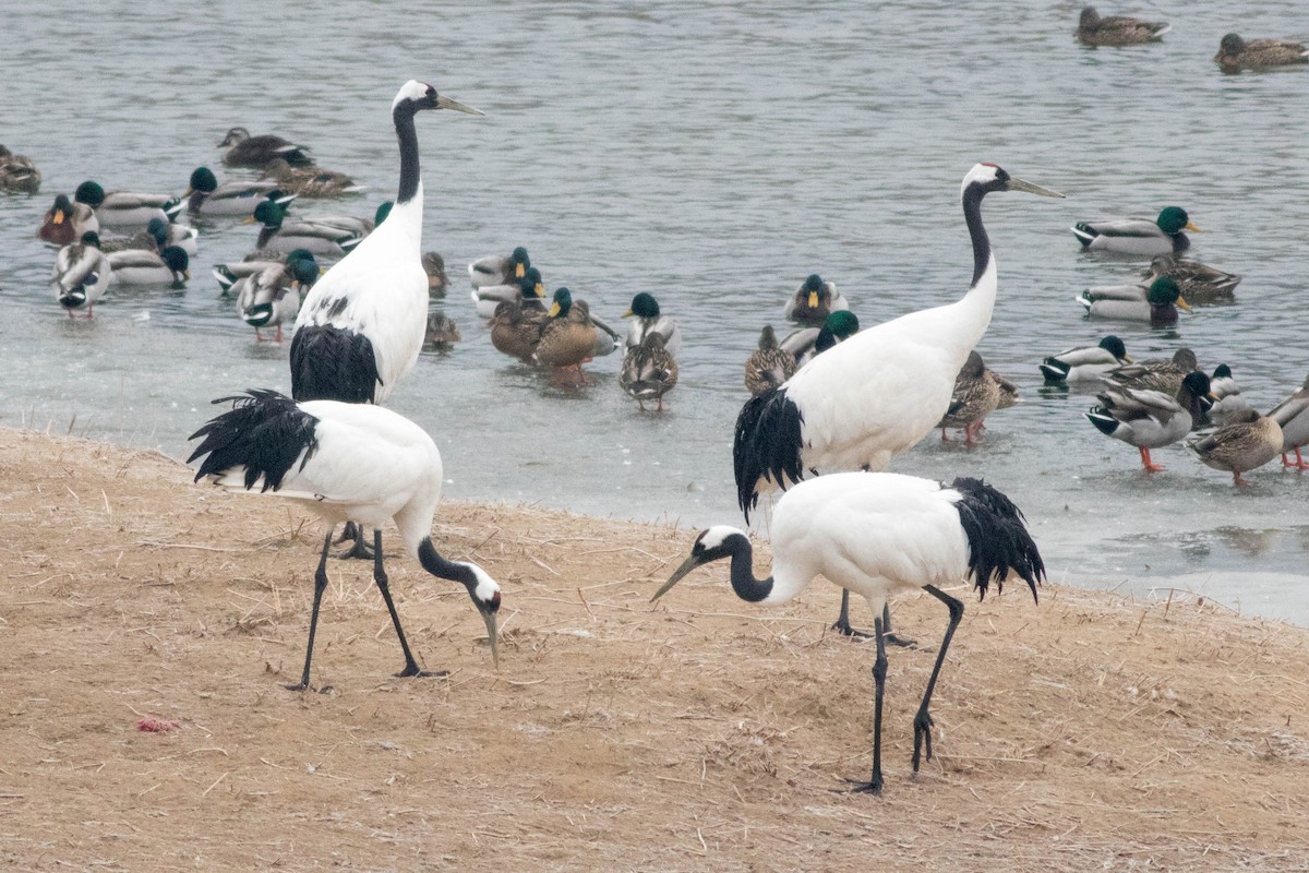 Japon Turnası - ML647248310