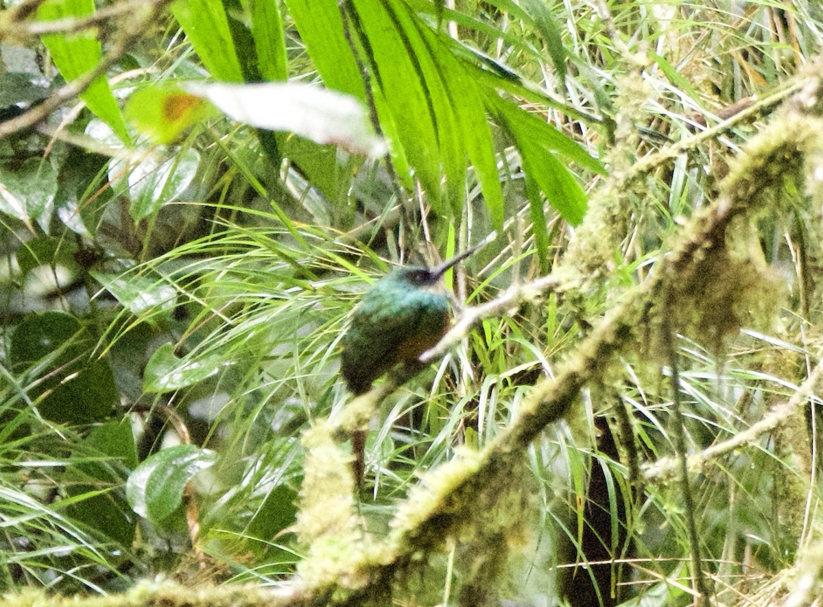Rufous-tailed Jacamar - ML647248320