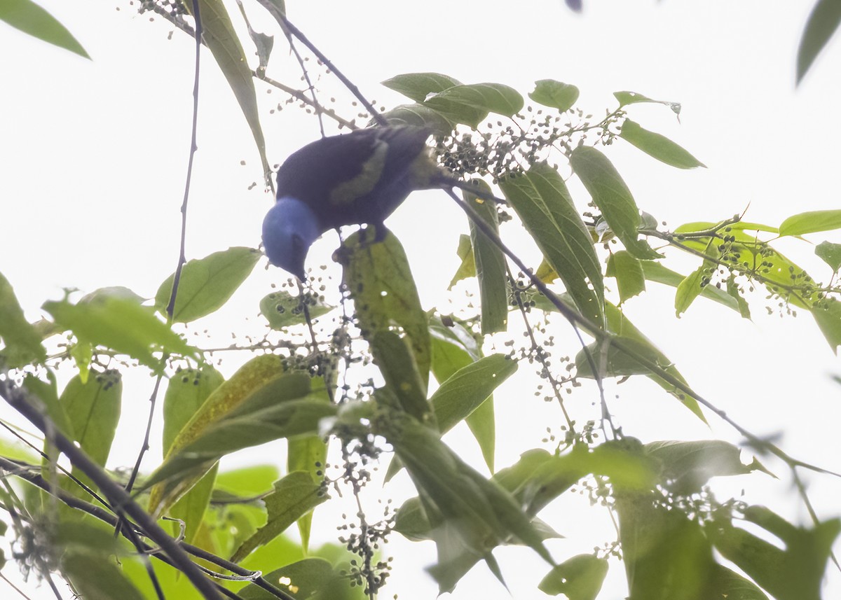 Blue-necked Tanager - ML647248335