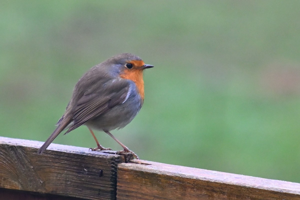 European Robin - ML647248336