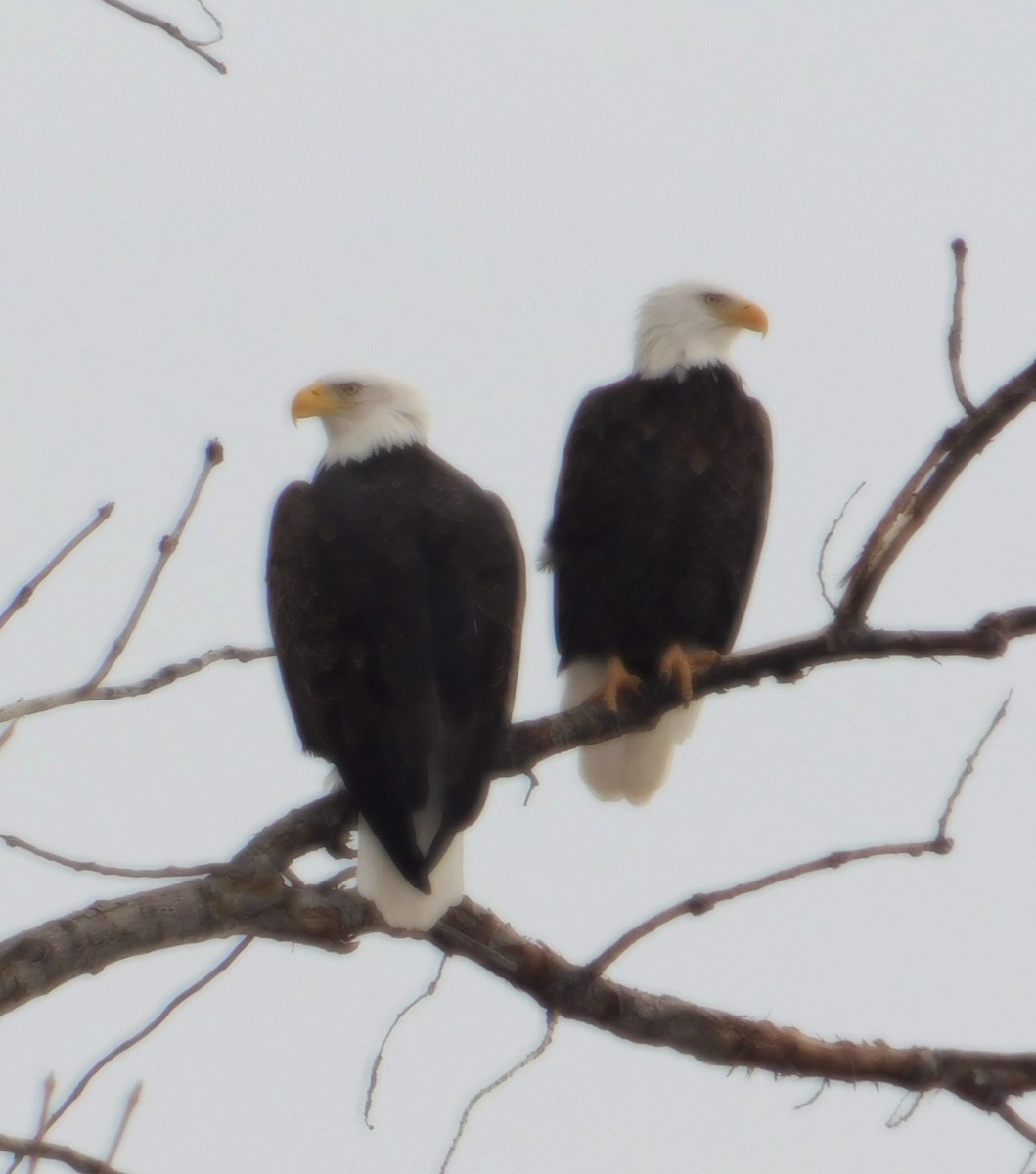 ハクトウワシ - ML647248347