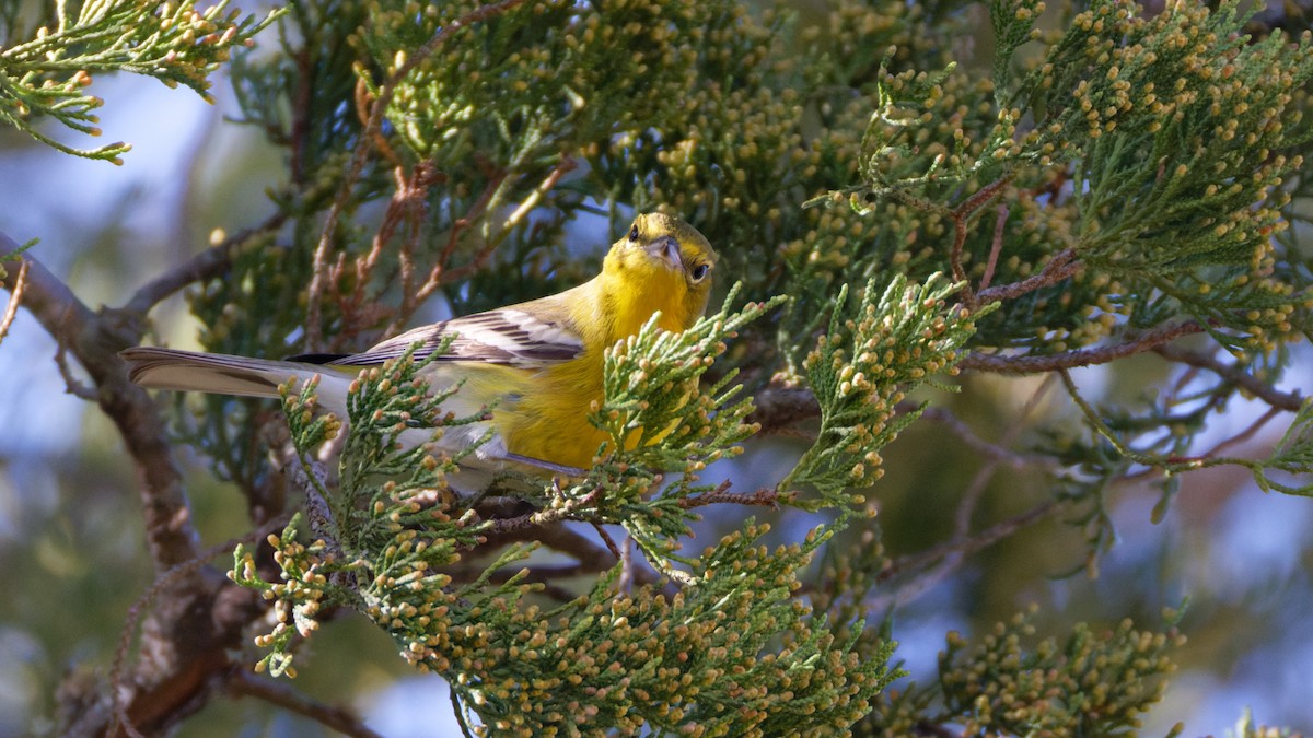 Pine Warbler - ML647248351