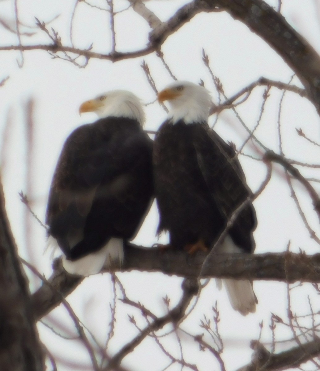 ハクトウワシ - ML647248360