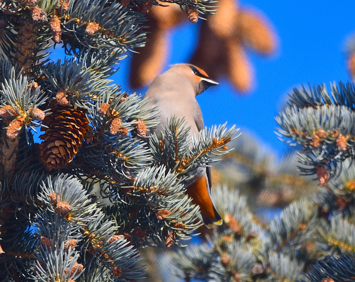 Seidenschwanz - ML647248400