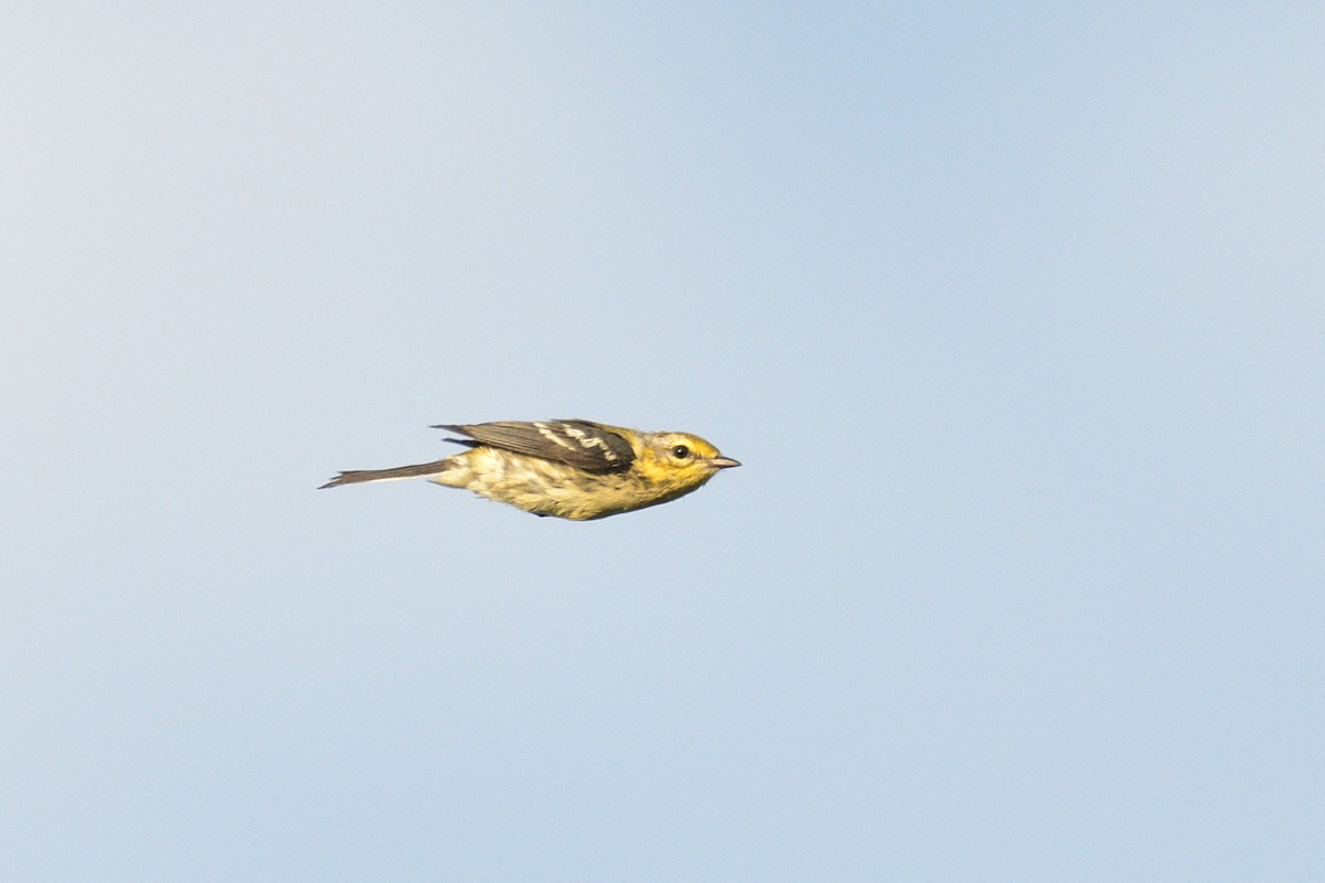 Black-throated Green Warbler - ML647248405