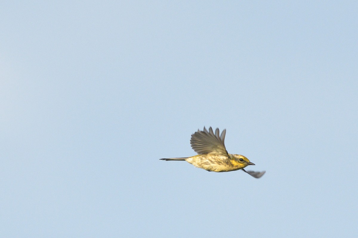 Black-throated Green Warbler - ML647248406
