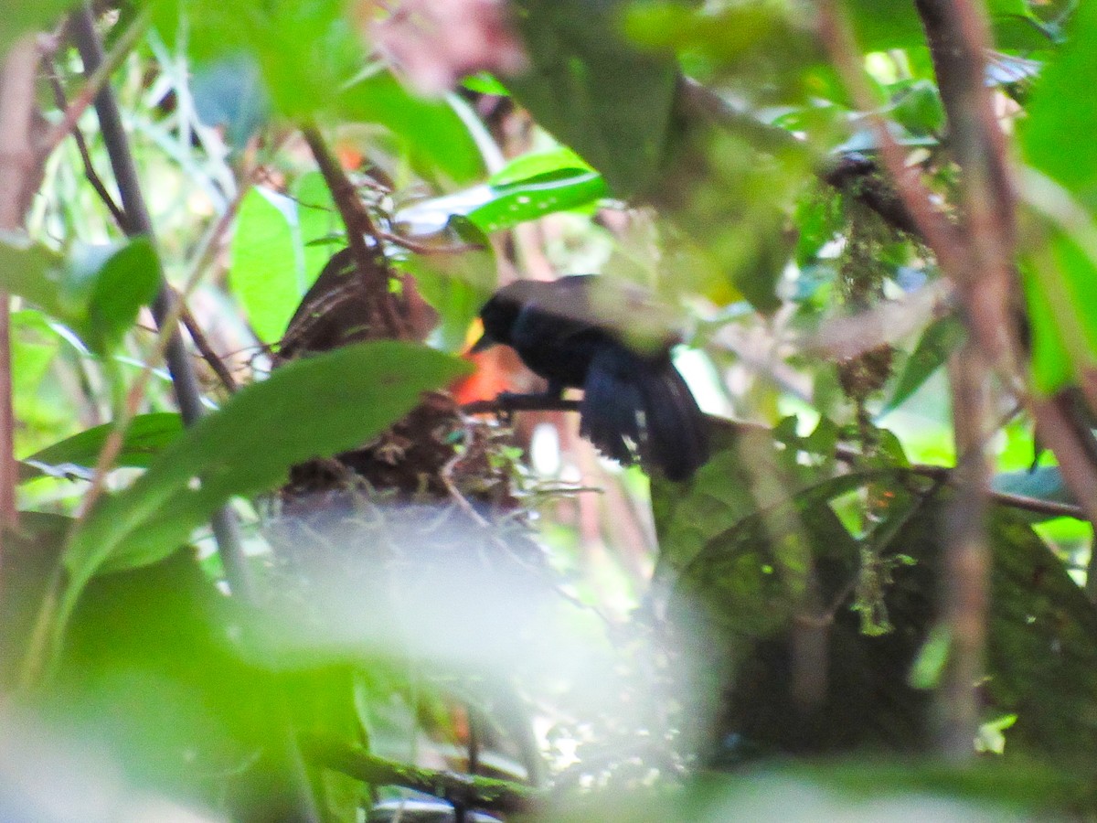 svartgrovnebb - ML647248407