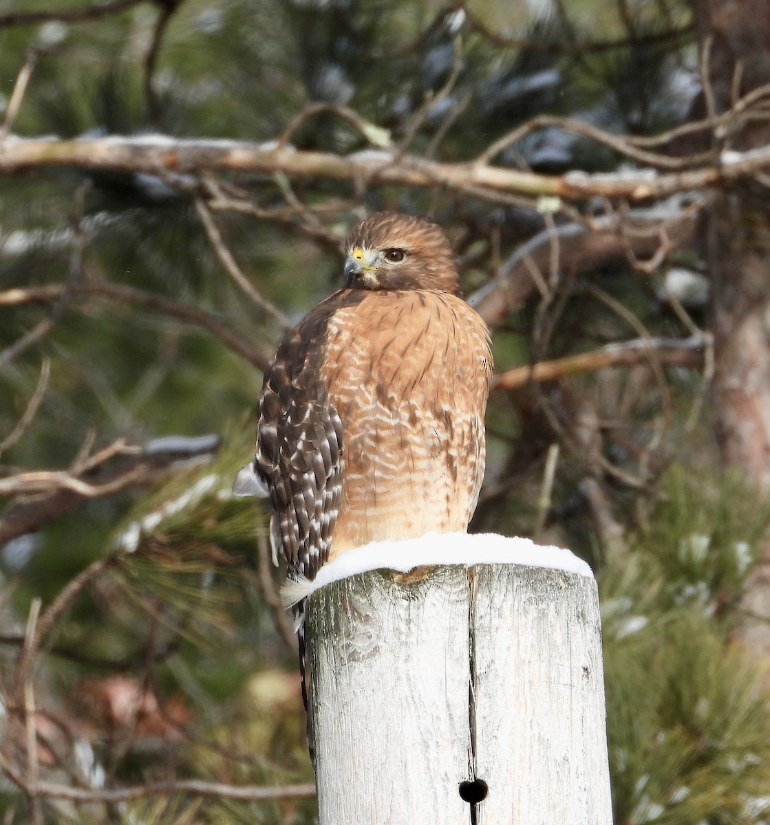 Red-shouldered Hawk - ML647248410