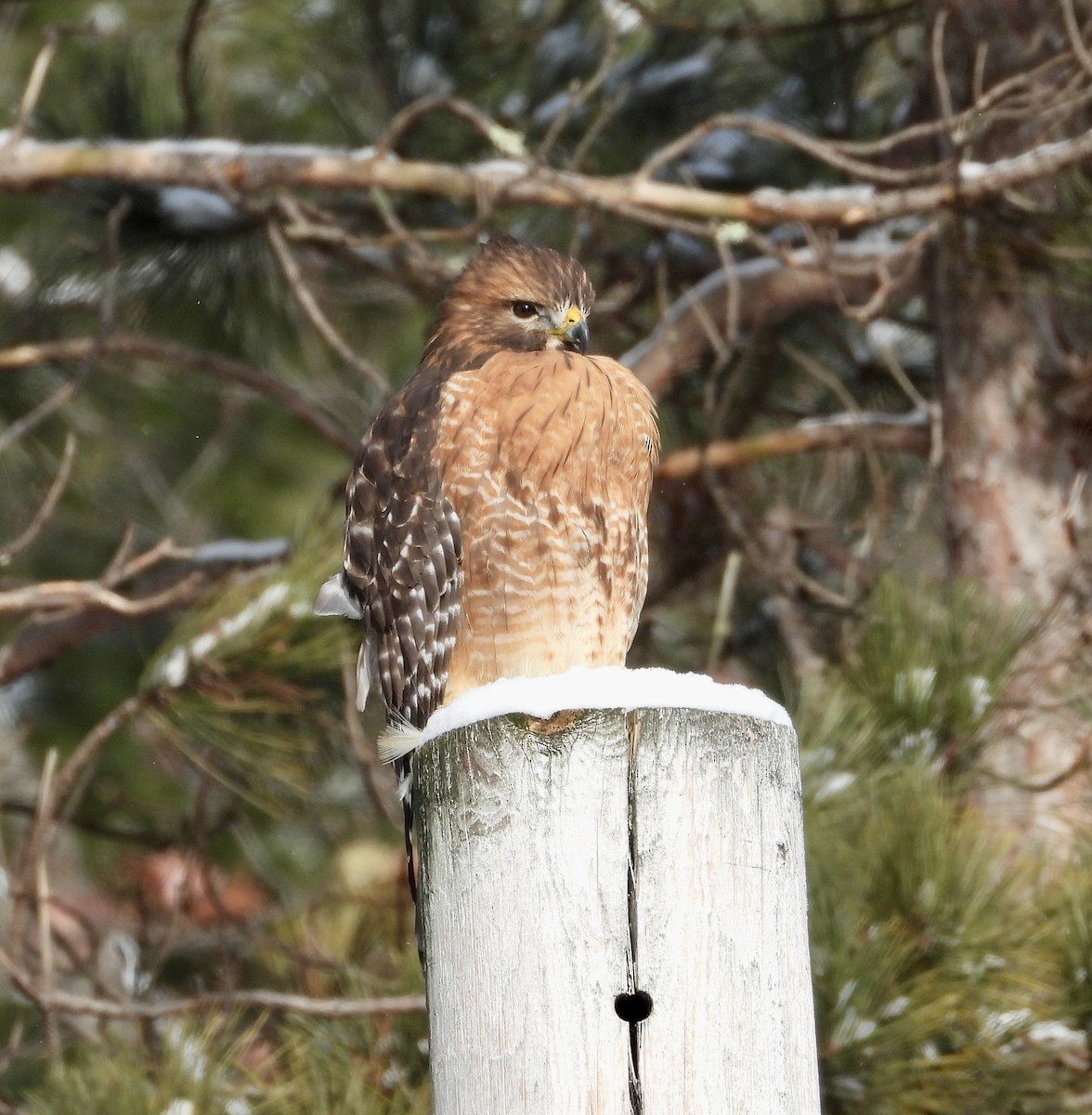 Red-shouldered Hawk - ML647248412