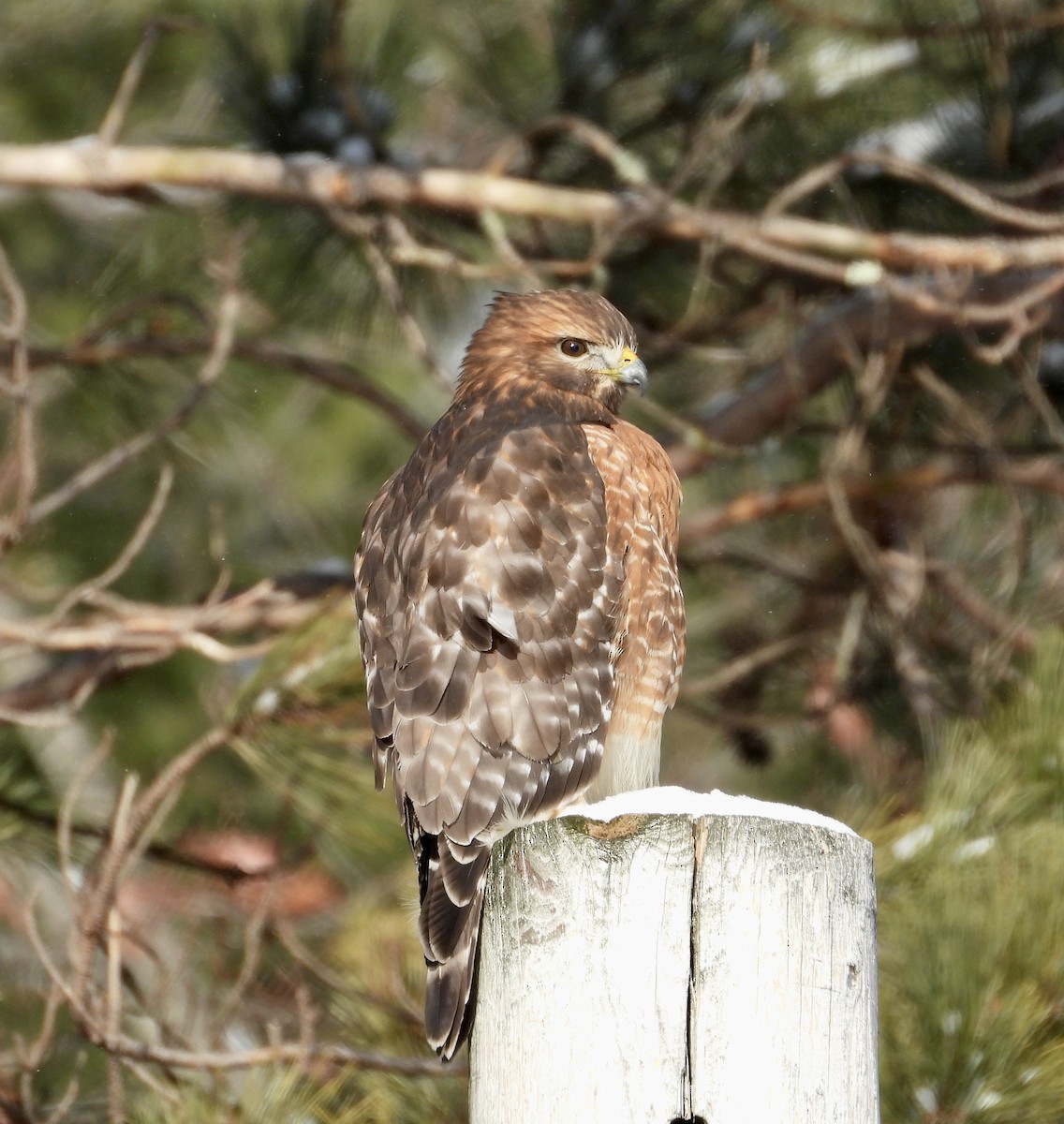 Red-shouldered Hawk - ML647248414