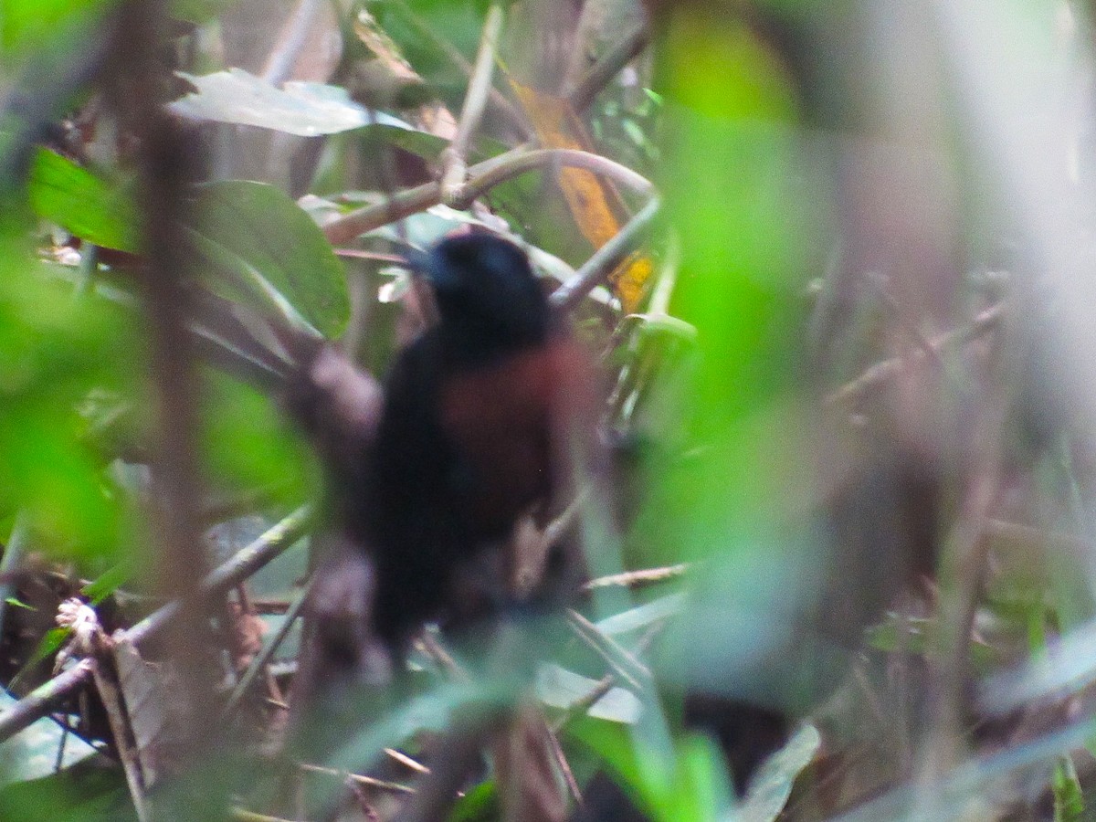 svartgrovnebb - ML647248420