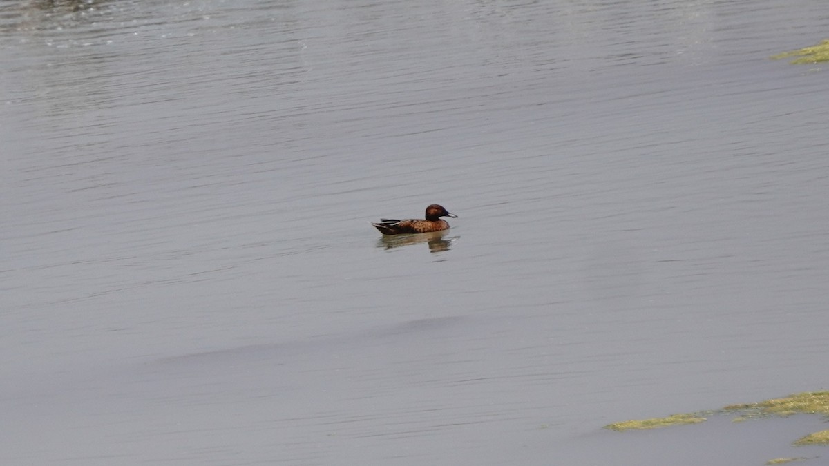 Cinnamon Teal - ML647248427