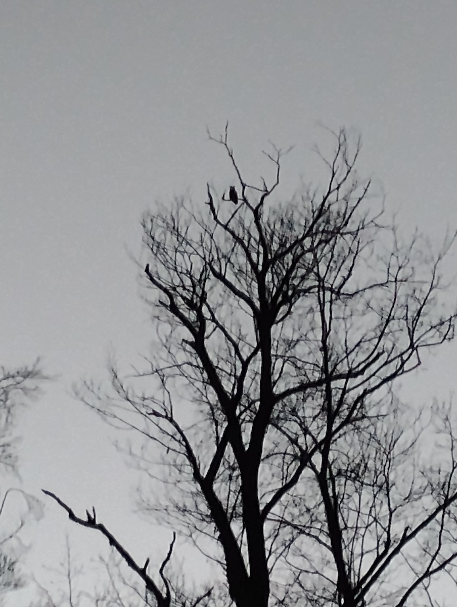 Hontz virginiarra - ML647248451