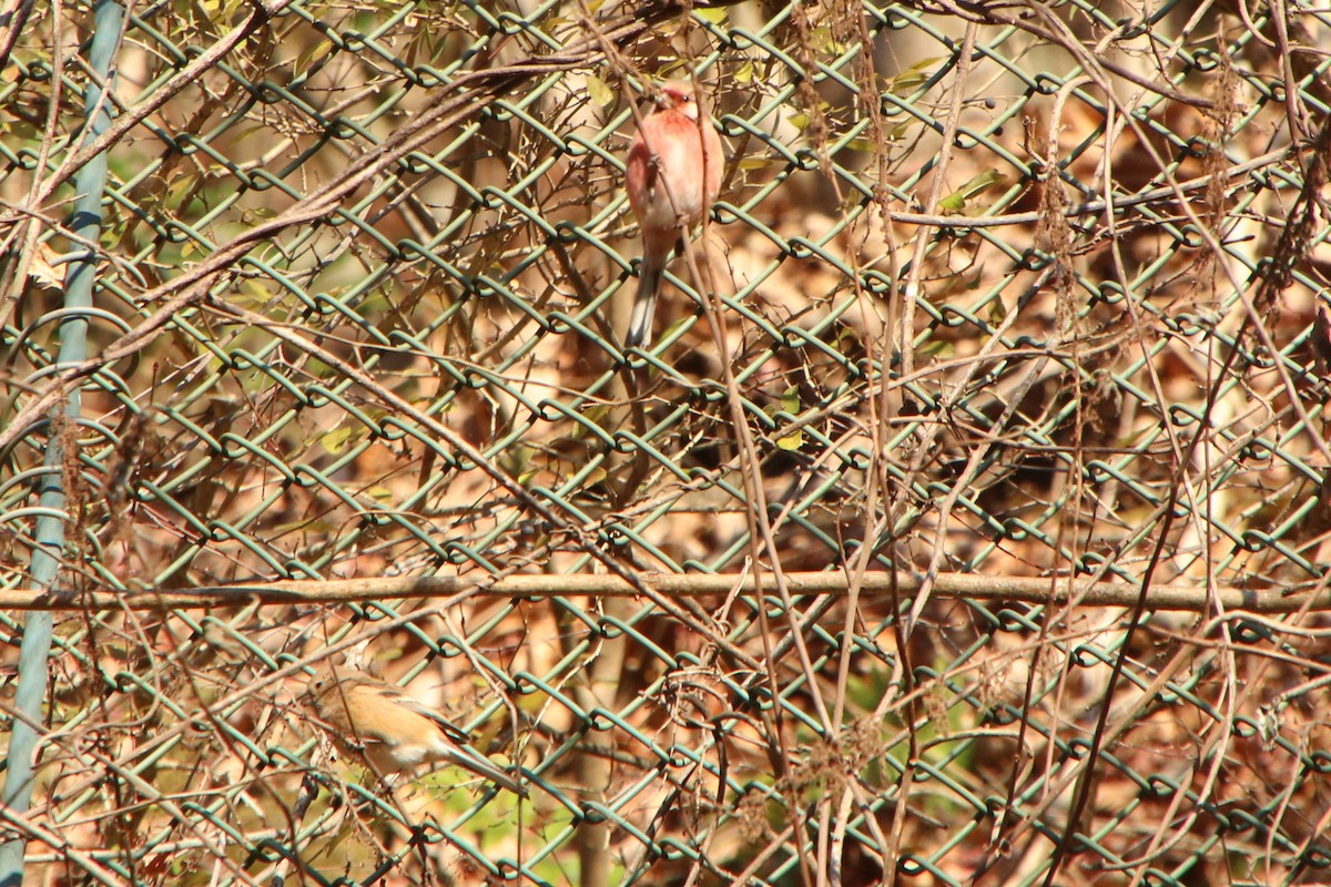 Long-tailed Rosefinch - ML647248454