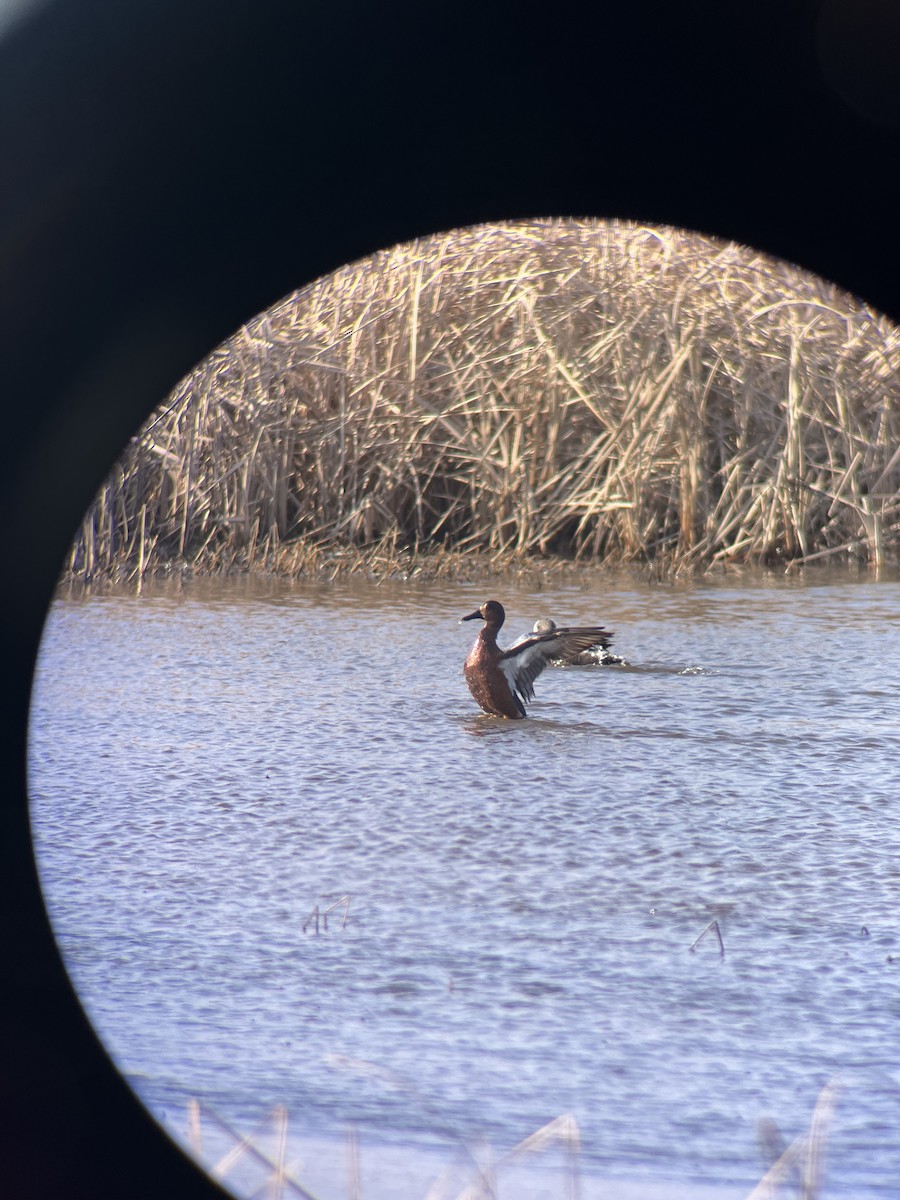 Blue-winged x Cinnamon Teal (hybrid) - ML647248461