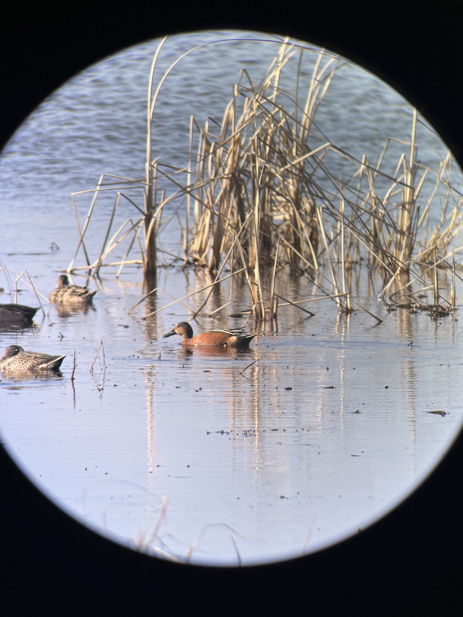 Blue-winged x Cinnamon Teal (hybrid) - ML647248462