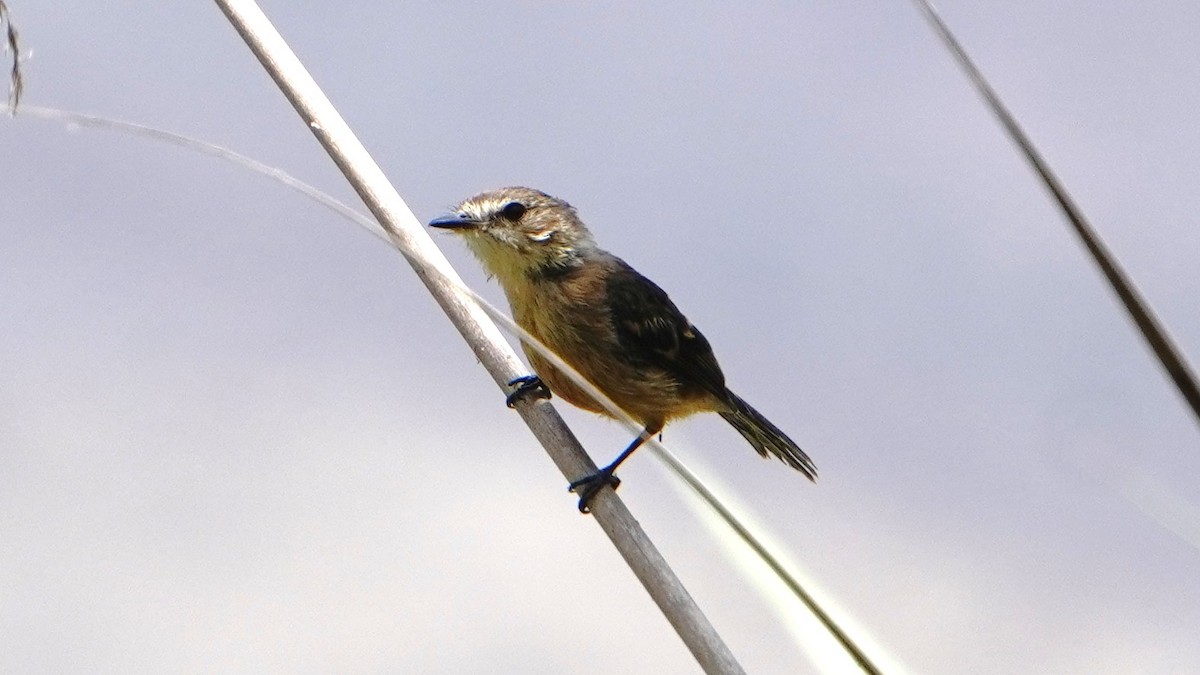 Rufescent Flycatcher - ML647248501