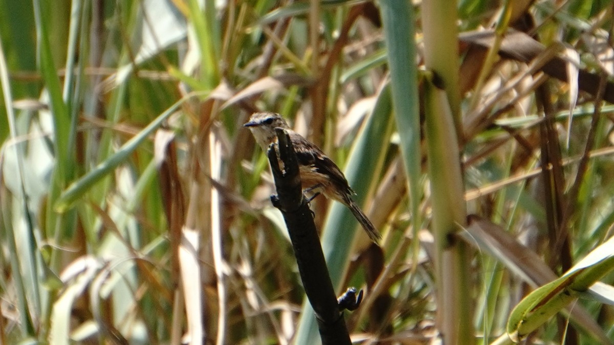 Rufescent Flycatcher - ML647248502