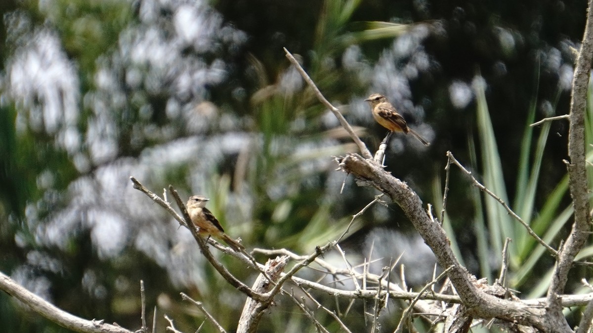 Rufescent Flycatcher - ML647248503