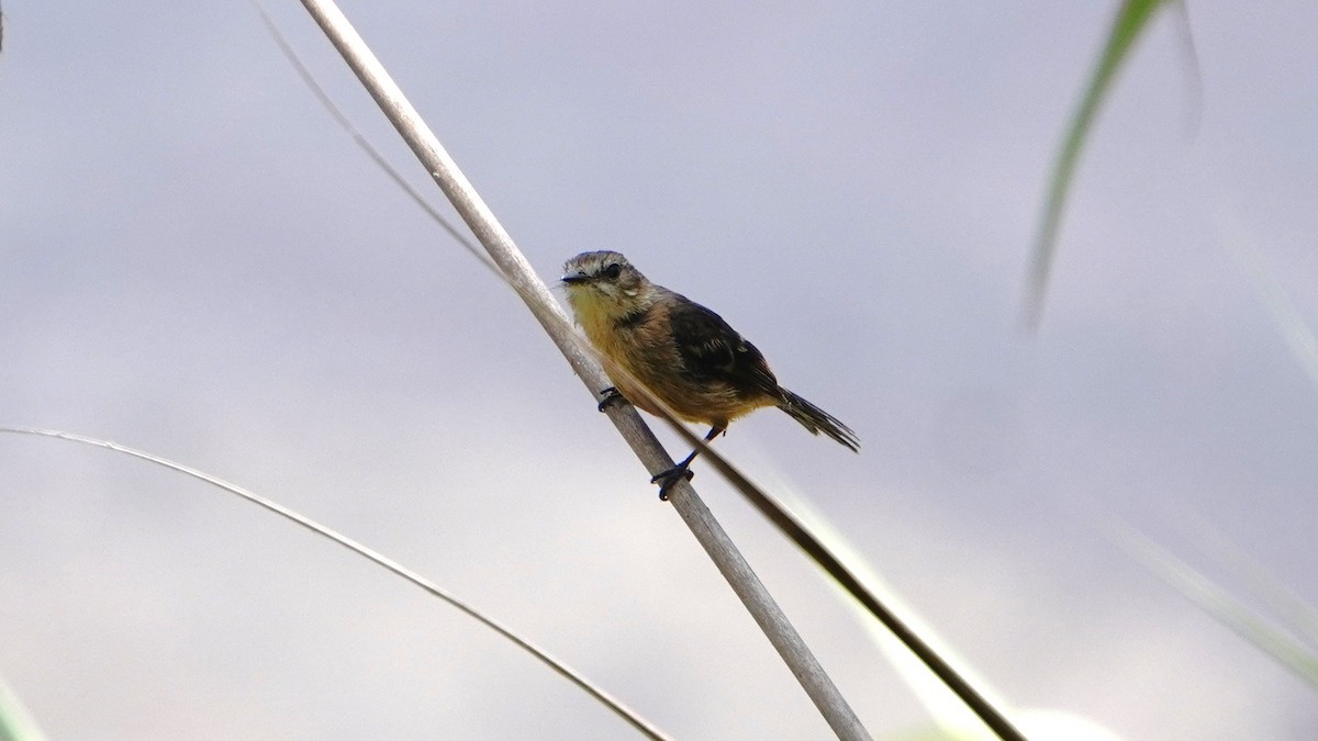 Rufescent Flycatcher - ML647248504