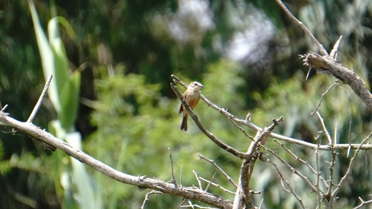 Rufescent Flycatcher - ML647248505