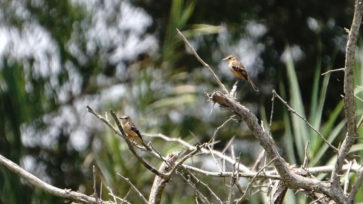 Rufescent Flycatcher - ML647248506