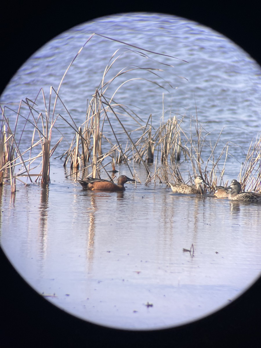 Blue-winged x Cinnamon Teal (hybrid) - ML647248516