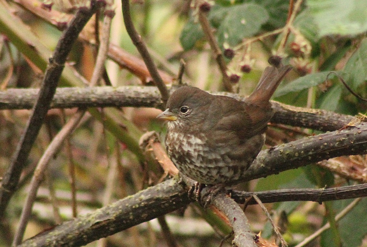Fox Sparrow (Sooty) - ML647248547