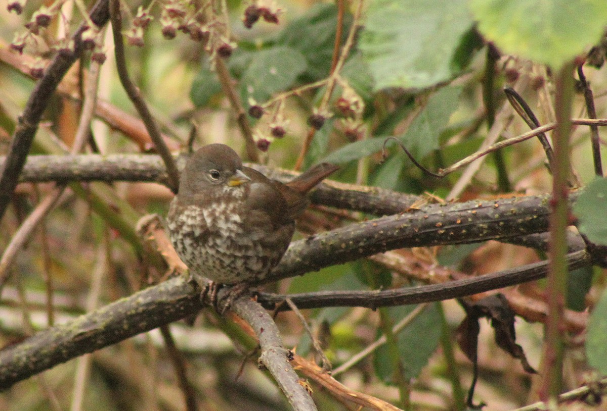 Fox Sparrow (Sooty) - ML647248548