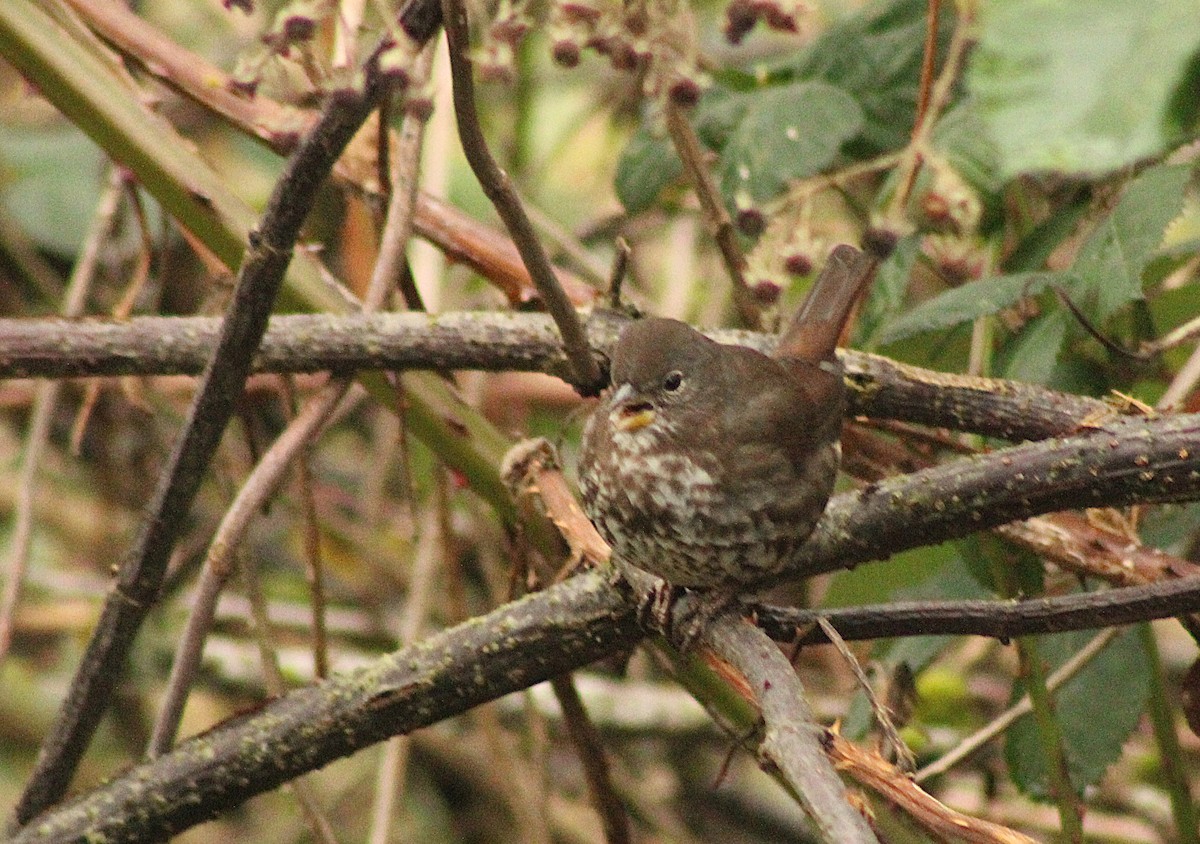 Fox Sparrow (Sooty) - ML647248549