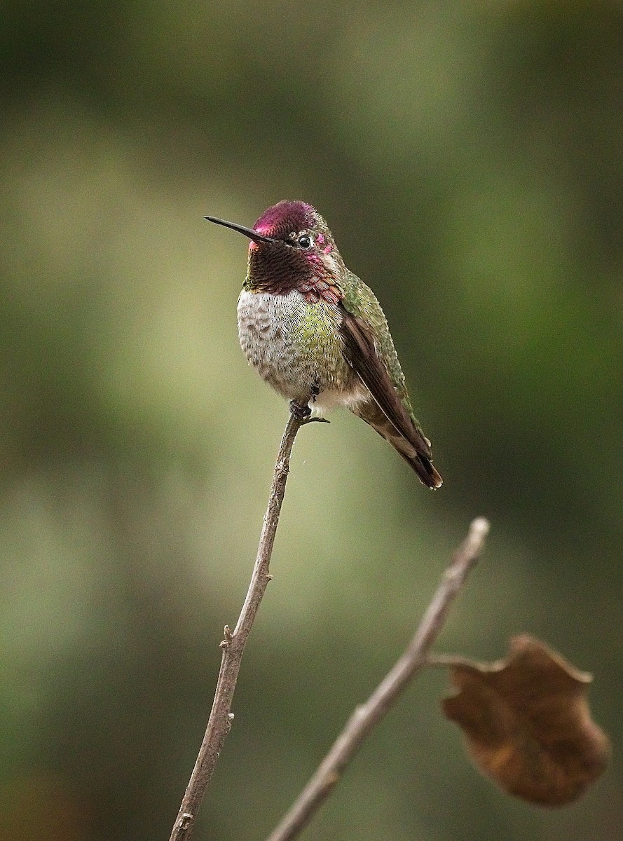 Anna's Hummingbird - ML647248558
