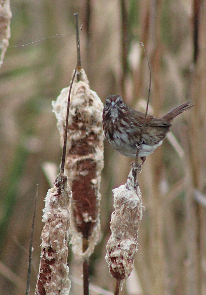 Song Sparrow - ML647248564
