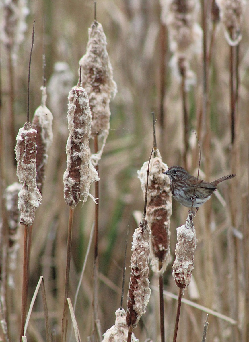 Song Sparrow - ML647248565