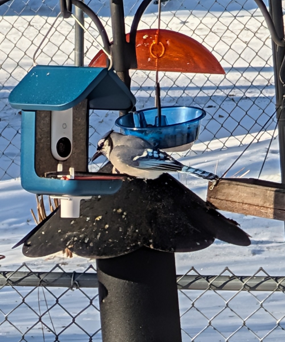 Geai bleu - ML647248566