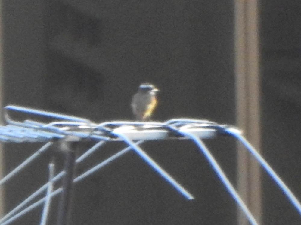 Пітанга-великодзьоб - ML647248567