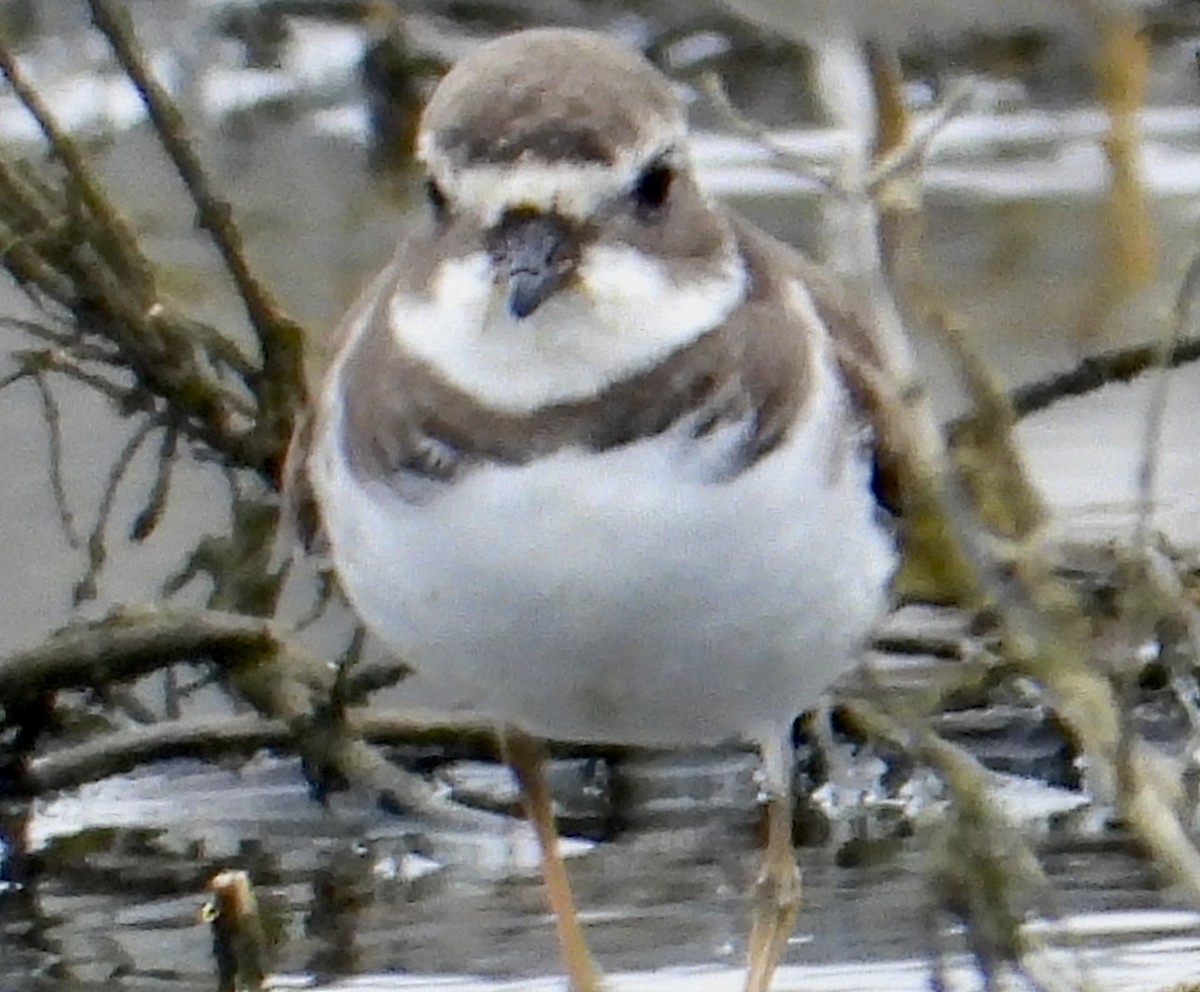 Semipalmated Plover - ML647248571