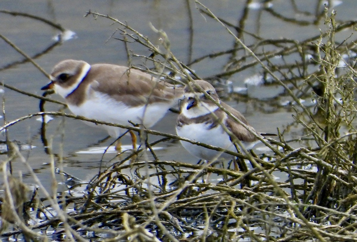 Semipalmated Plover - ML647248572
