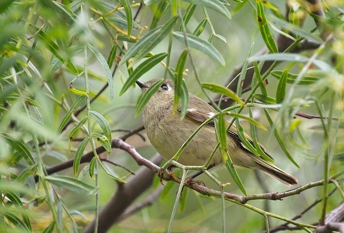 Ruby-crowned Kinglet - ML647248573