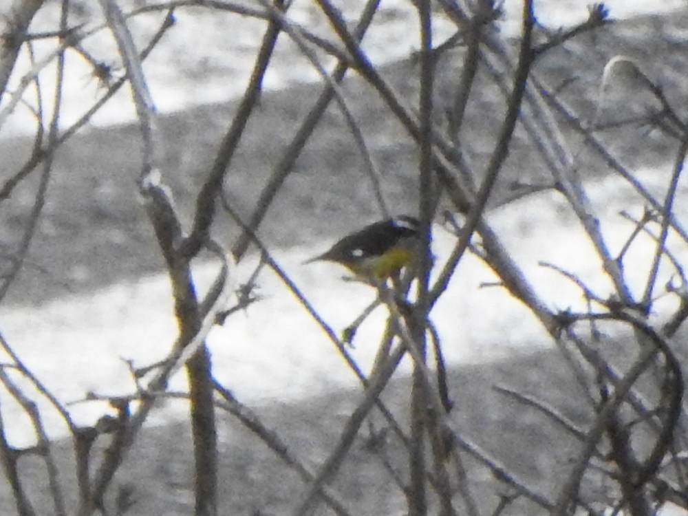 Sucrier à ventre jaune - ML647248574