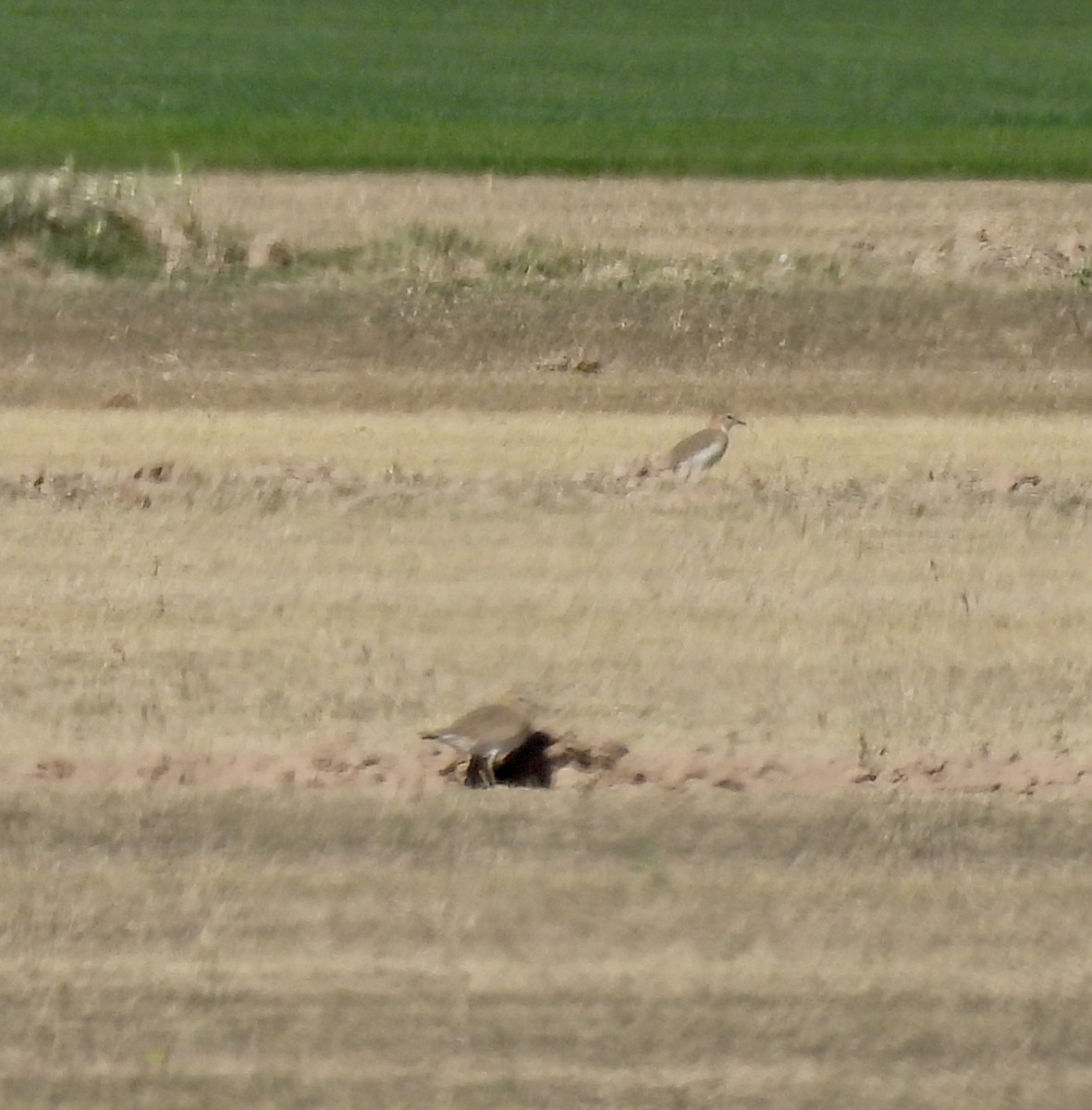 prærielo - ML647248590