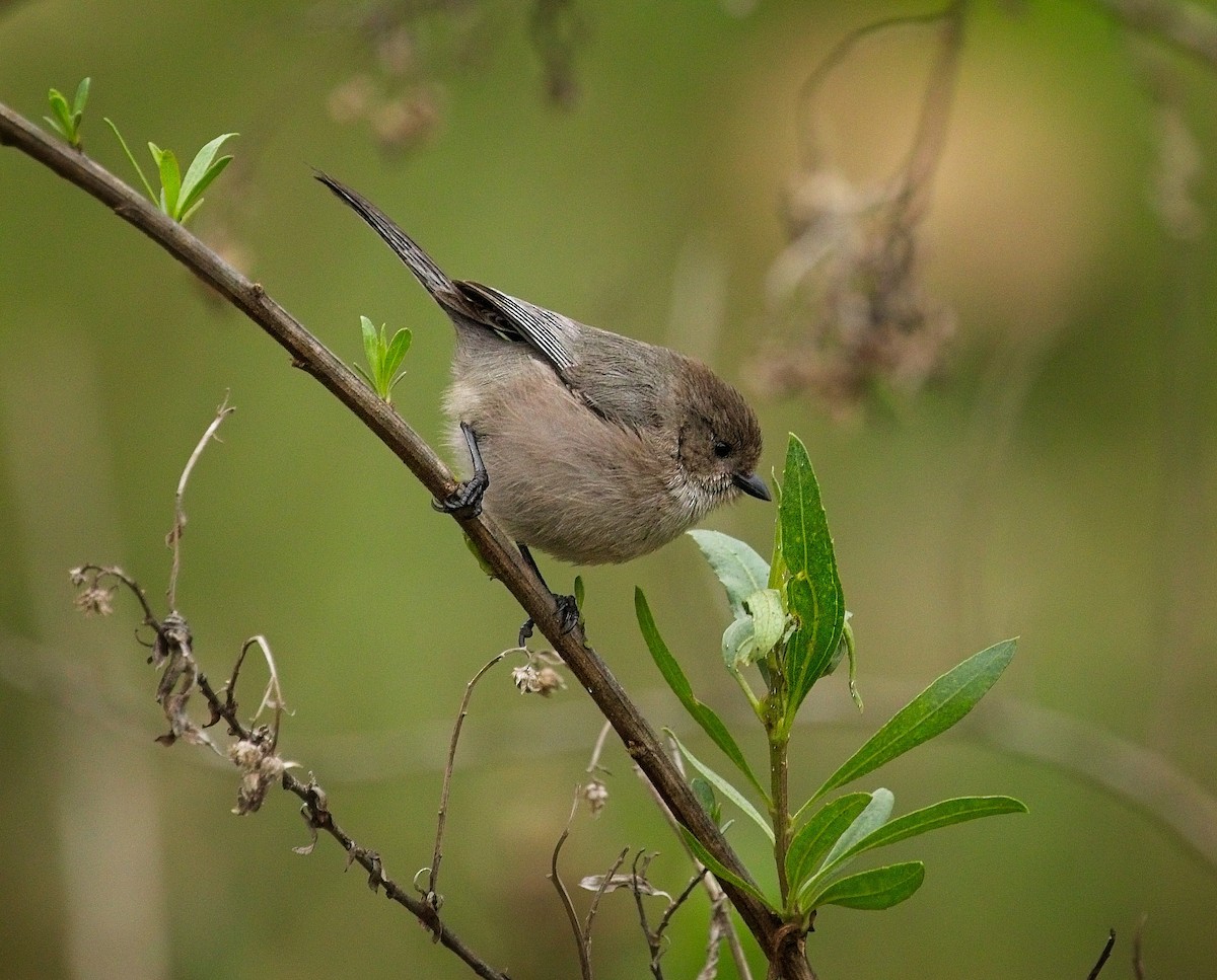 Bushtit - ML647248596
