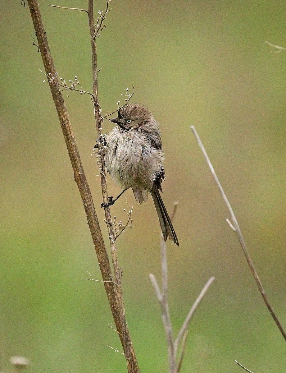 Bushtit - ML647248597