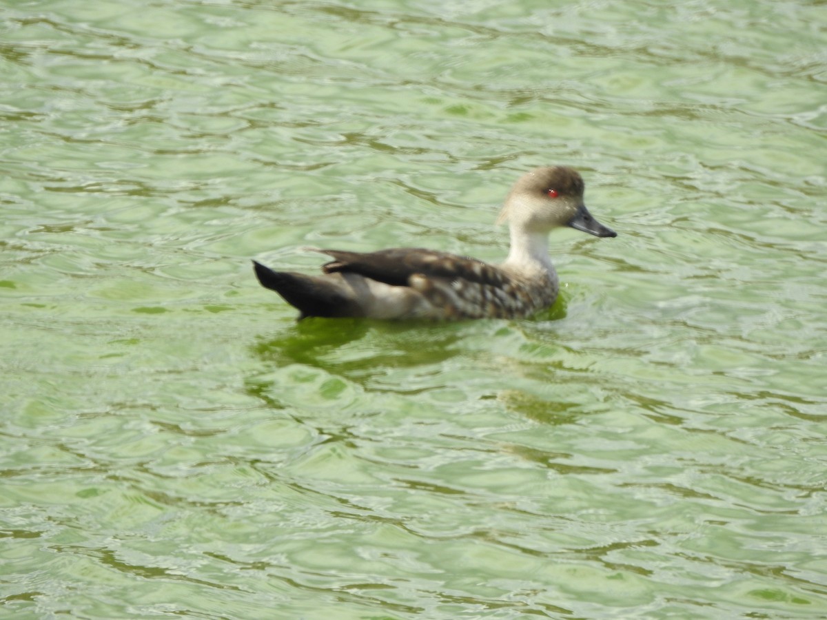 Crested Duck - ML647248599