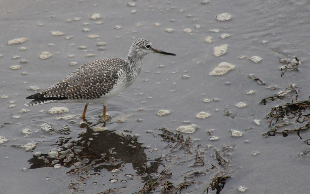 Greater Yellowlegs - ML647248605