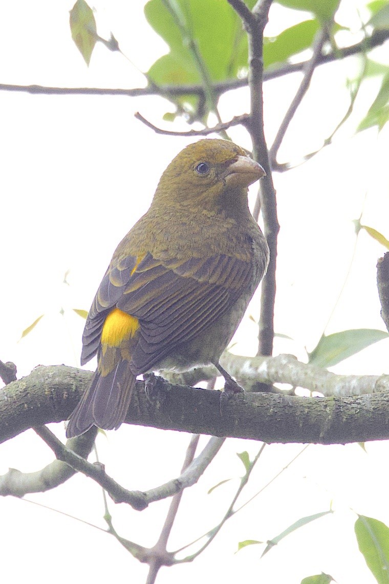 Чечевиця вогниста - ML647248606