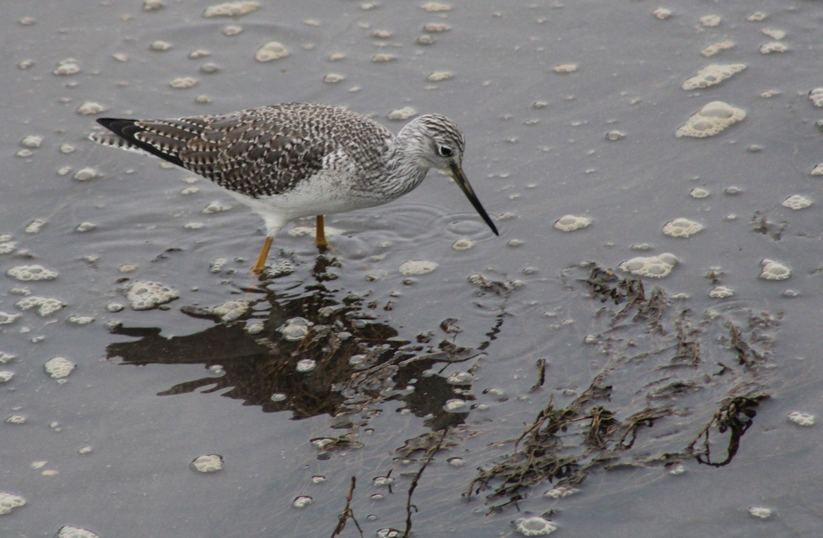 Greater Yellowlegs - ML647248607